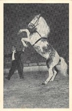 RADIO-CIRCUS - "OURAL"  Cheval cabreur - par le Maître-Ecuyer AL.GRUSS