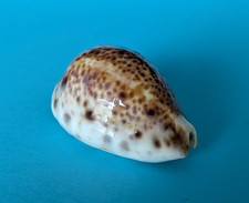 Cypraea lynx 37,2 mm Gem