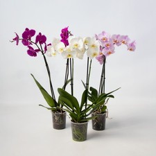Orchidée papillon - Lot de 3 - Phalaenopsis - Hauteur 50-60cm - ⌀12cm