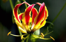 Flame Lily - Fire Lily - Gloriosa superba - 5+ Seeds - Graines - Z 116