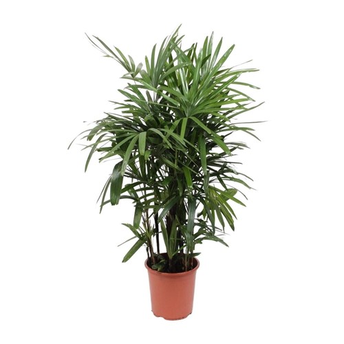 Palmier rhapis excelsa - palmier,