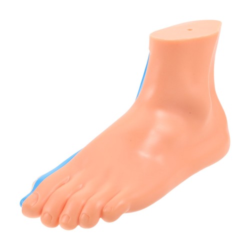 Modèle anatomique pied - modèle,