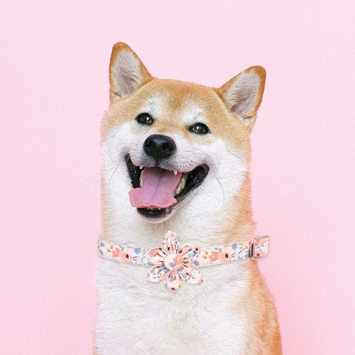 Collerette chien adorable - chien,