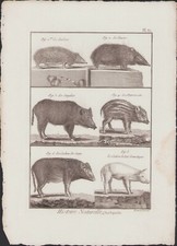 ✒ 1790 BUFFON Bonnaterre