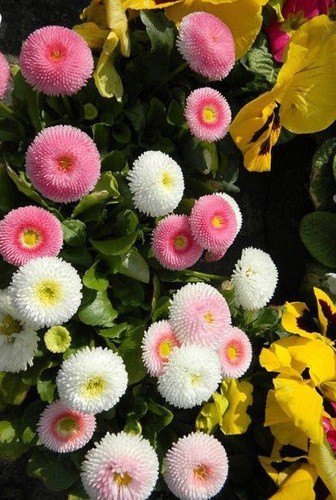 Paquerette pomponette - paquerette, 'pomponette