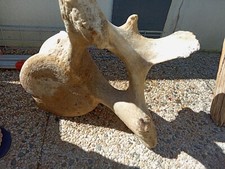 Vends grosse vertèbre de