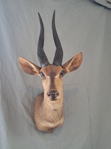 Taxidermie guib harnaché - de,