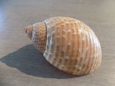 Coquillage :  NEW TONNIDAE