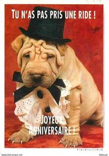 Animaux - Chiens - Sharpei - CPM - Voir Scans Recto-Verso