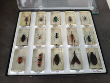 Coffret de 15 insectes "Inclusion résine"