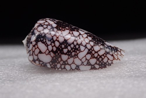 Conus - 65, (darioconus)