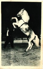 Cirque - RADIO-CIRCUS "Oural" cheval cambreur présenté par AL GRUSS