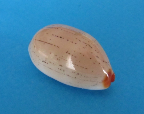 Cypraea isabella mm gem - cypraea,