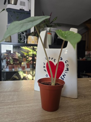 Plante alocasia platinum - alocasia,