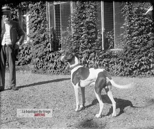 Gentleman, chien de chasse