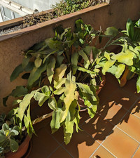 🏜 1x bouture  15/25cm