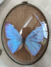 Papillon Bleu Morpho Aega Diamant du Brésil Vintage 