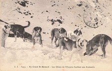 74 GRAND SAINT BERNARD LES CHIENS DE L HOSPICE