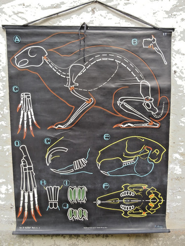 Ancienne affiche scolaire - , dr