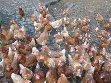 Poules pondeuses de plein air