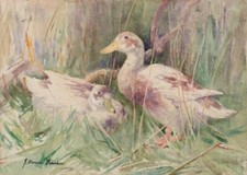 John Murray Thompson. Aquarelle sur papier.  Canards dans un paysage