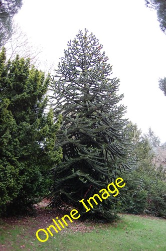 Photo 6x4 araucaria araucana - araucaria,