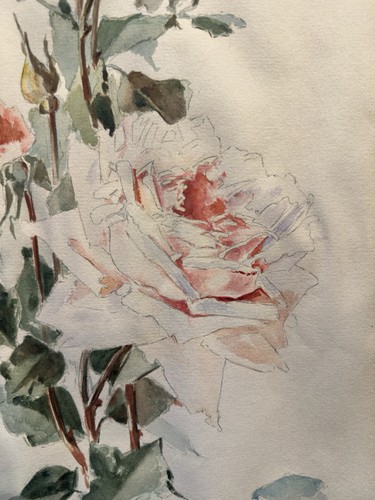 Roses signée perraud - ,