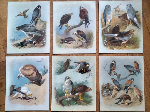 Lithos zoologie grand - lithos,
