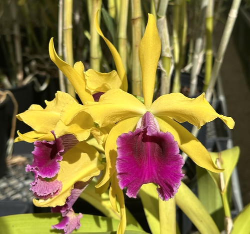 Luminosa aurea cattleya - luminosa, 'aurea'