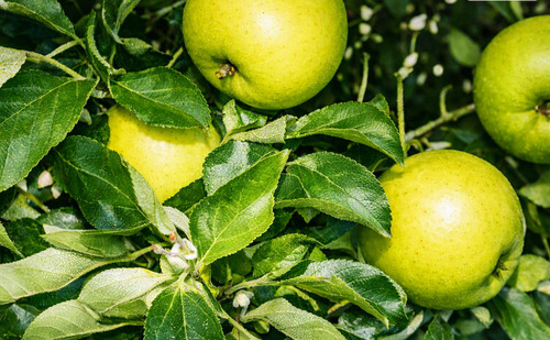 Graines pommier pomme - graines,