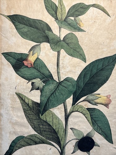 Atropa belladonna lithographie - atropa,