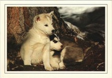 CPA AK Husky Puppies DOG (1178467)