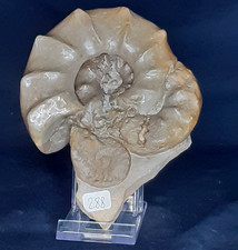 Plaque 3 Ammonites CERATITES