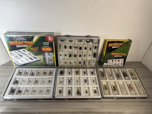 Lot insectes inclusions - 72,