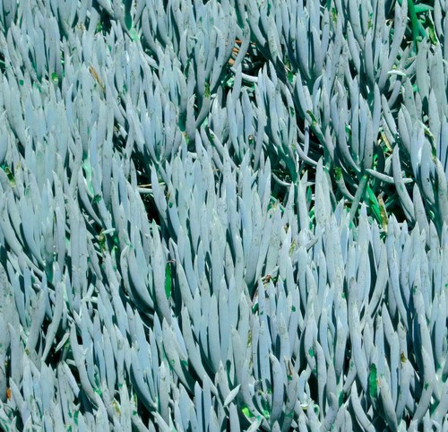 Senecio mandraliscae doigts - mandraliscae,