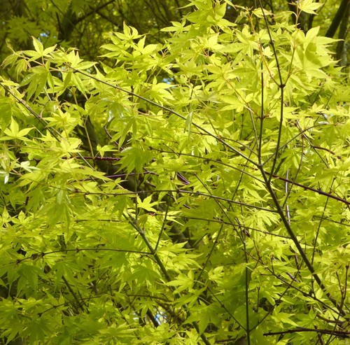 Acer palmatum katsura - cv, 'katsura'