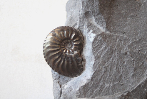 Fossile ammonite toarcien - ammonite, du