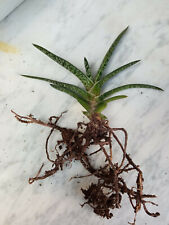Gasteria Bicolor Jeune Plante