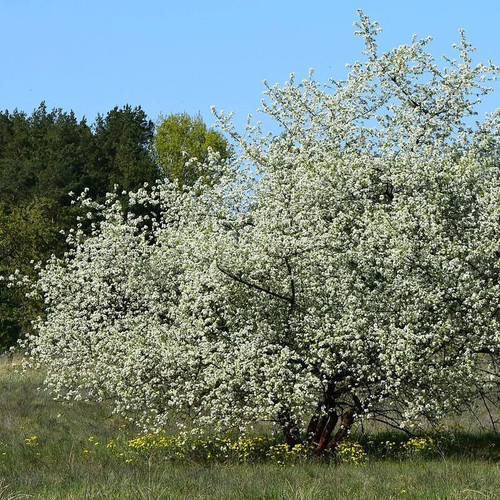 Prunus Malaheb - Cerisier de