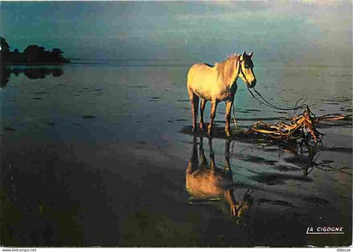Carte postale animaux - postale,