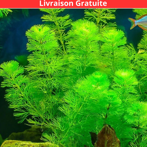 Cabomba plante pour aquarium - cabomba,
