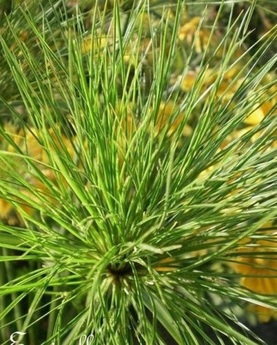Souchet cyperus papyrus - souchet,