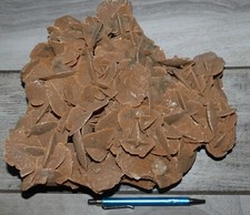Xxl rose des - xxl, maroc