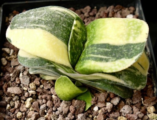 Gasteria armstrongii - , cv