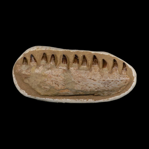 Mosasaur prognathodon - mosasaur,