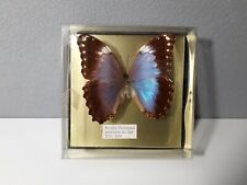 PAPILLON MORPHO