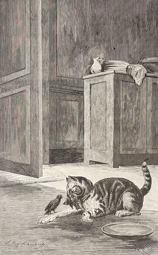 Chat les deux - le, oiseaux