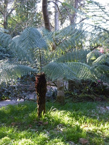 Photo 6x4 tree - 6x4,