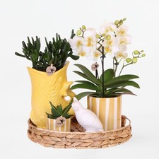 Coffret cadeau orchidée 'Yellow XL' - Phalaenopsis - Hauteur 35cm