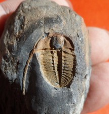 TRILOBITE ORDOVICIEN DU MASSIF ARMORICAIN , DIONIDE